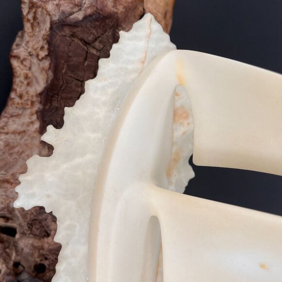 John Perry Sailboat Pullucida Burlwood Vintage MCM Signed - Picture 8 of 13